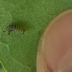 Meet your Posher, Brad